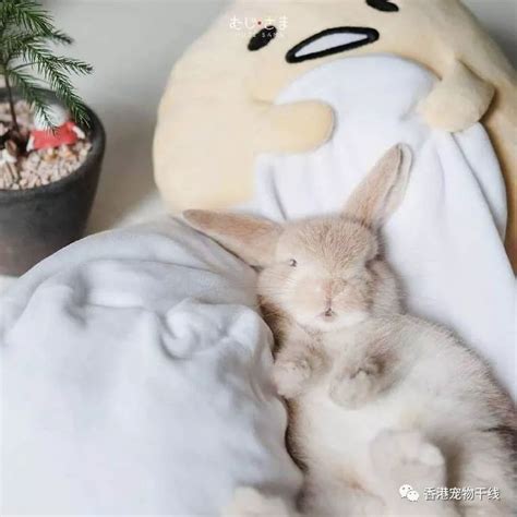 兔子養在房間 睡覺想起來起不來